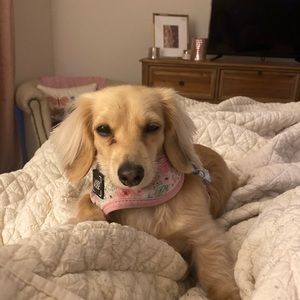 Meet your Posher, Maggie